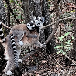  7. nach Ambalavao und Anja-Reservat